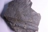 Fougère: PECOPTERIS POLYMORPHA - Stephanian (carbonifere) Graissesac, 34, FRANCE