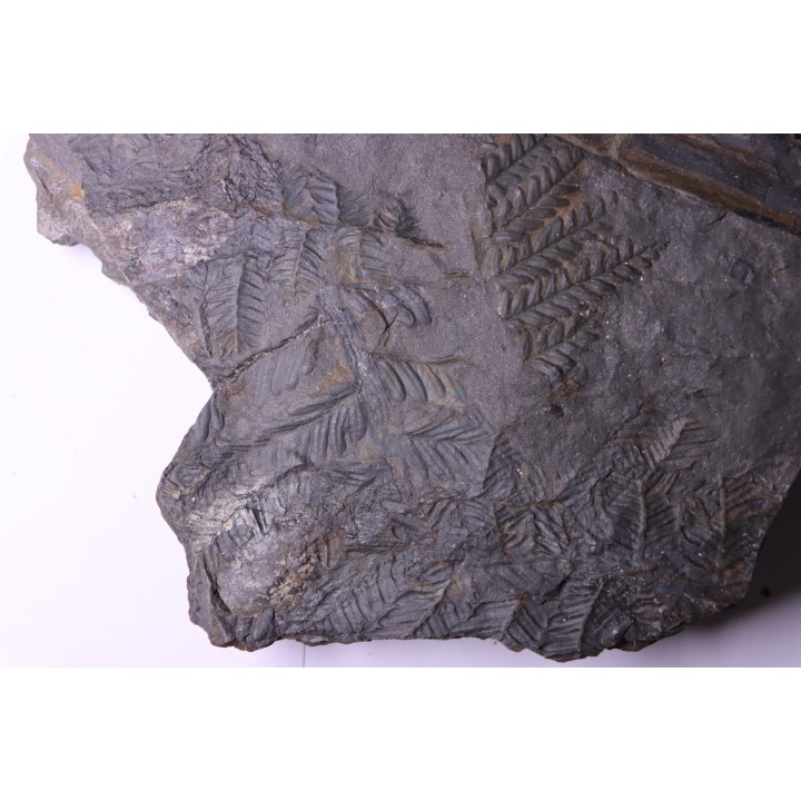 Fougère:  PECOPTERIS POLYMORPHA - Stephanian (carbonifere)  Graissesac, 34, FRANCE