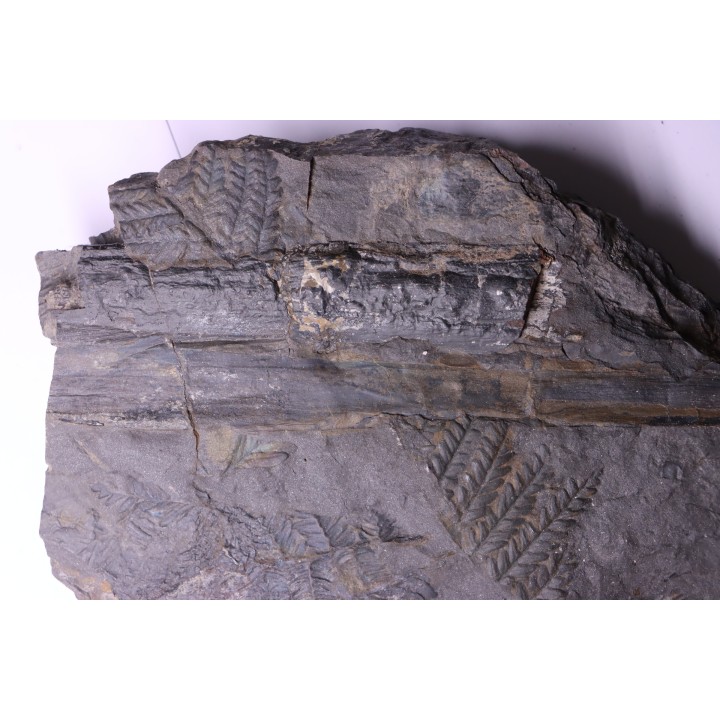 Fougère:  PECOPTERIS POLYMORPHA - Stephanian (carbonifere)  Graissesac, 34, FRANCE
