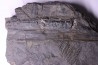 Fougère:  PECOPTERIS POLYMORPHA  Stephanian (carboniferous)  Graissesac, 34, FRANCE
