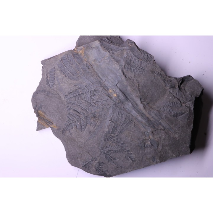 Fougère:  PECOPTERIS POLYMORPHA - Stephanian (carbonifere)  Graissesac, 34, FRANCE
