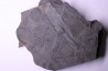 Fougère: PECOPTERIS POLYMORPHA - Stephanian (carbonifere) Graissesac, 34, FRANCE