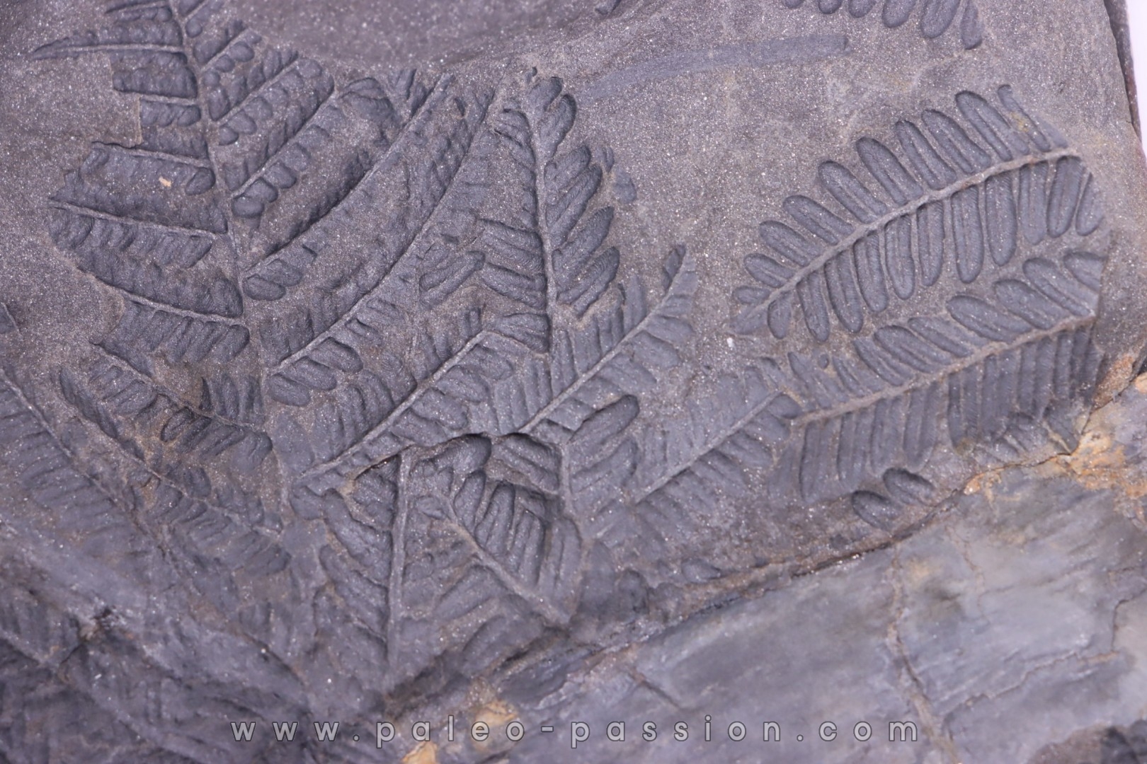 Fougère: PECOPTERIS POLYMORPHA Stephanian (carboniferous) Graissesac, 34, FRANCE