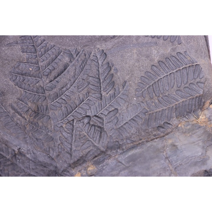 Fougère:  PECOPTERIS POLYMORPHA  Stephanian (carboniferous)  Graissesac, 34, FRANCE
