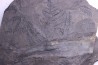 Fougère: PECOPTERIS POLYMORPHA Stephanian (carboniferous) Graissesac, 34, FRANCE