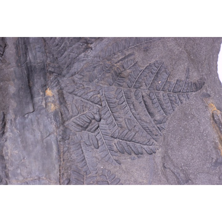 Fougère:  PECOPTERIS POLYMORPHA  Stephanian (carboniferous)  Graissesac, 34, FRANCE