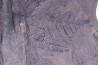 Fougère: PECOPTERIS POLYMORPHA Stephanian (carboniferous) Graissesac, 34, FRANCE