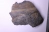 Fougère: PECOPTERIS POLYMORPHA Stephanian (carboniferous) Graissesac, 34, FRANCE