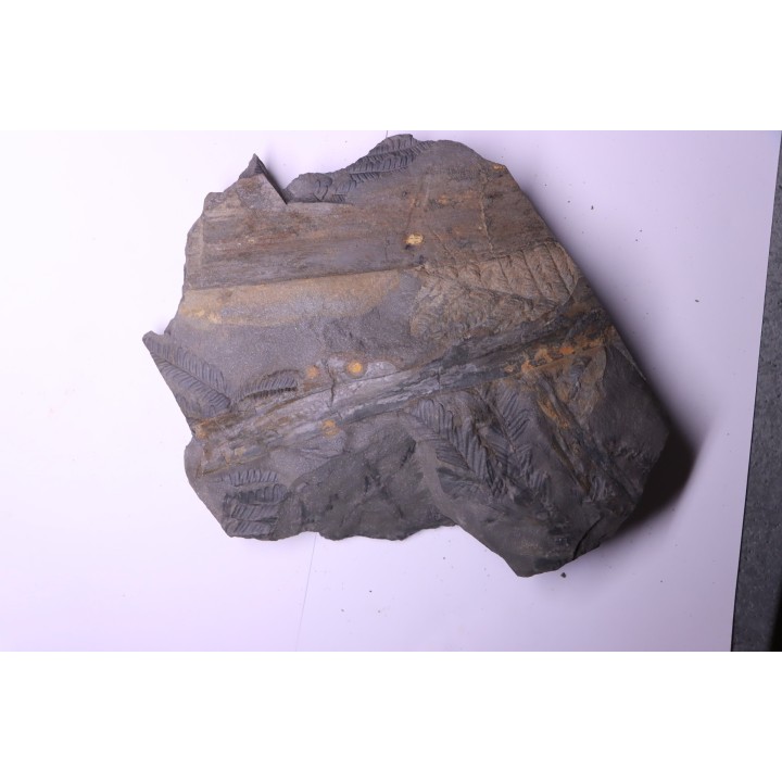 Fougère:  PECOPTERIS POLYMORPHA - Stephanian (carbonifere)  Graissesac, 34, FRANCE