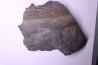 Fougère: PECOPTERIS POLYMORPHA - Stephanian (carbonifere) Graissesac, 34, FRANCE