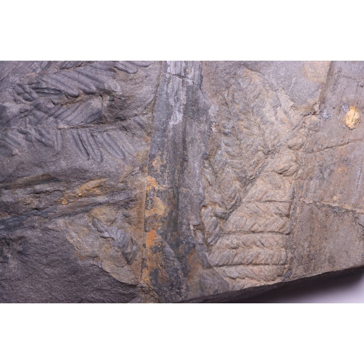 Fougère:  PECOPTERIS POLYMORPHA  Stephanian (carboniferous)  Graissesac, 34, FRANCE