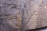 Fougère: PECOPTERIS POLYMORPHA - Stephanian (carbonifere) Graissesac, 34, FRANCE