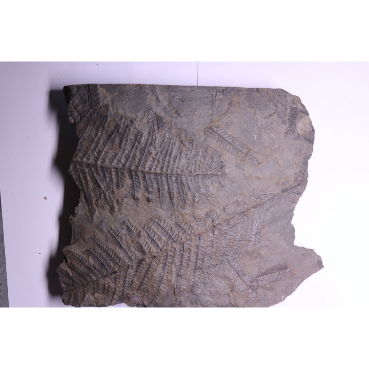 Fougère:  PECOPTERIS POLYMORPHA  Stephanian (carboniferous)  Graissesac, 34, FRANCE
