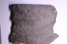 Fougère: PECOPTERIS POLYMORPHA - Stephanian (carbonifere) Graissesac, 34, FRANCE