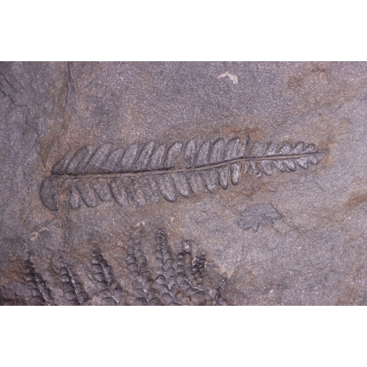 Fougère:  PECOPTERIS POLYMORPHA  Stephanian (carboniferous)  Graissesac, 34, FRANCE