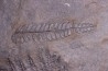 Fougère: PECOPTERIS POLYMORPHA - Stephanian (carbonifere) Graissesac, 34, FRANCE