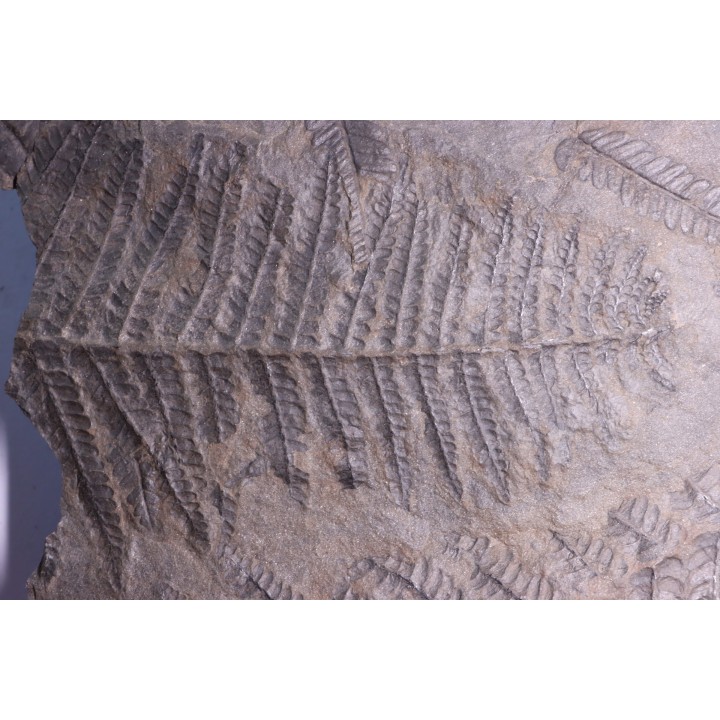 Fougère:  PECOPTERIS POLYMORPHA  Stephanian (carboniferous)  Graissesac, 34, FRANCE