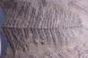 Fougère: PECOPTERIS POLYMORPHA Stephanian (carboniferous) Graissesac, 34, FRANCE