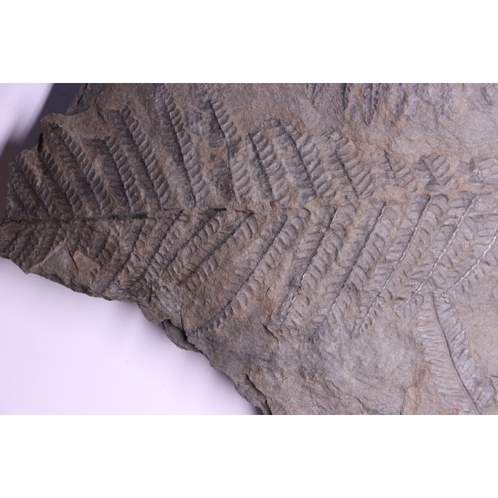 Fougère:  PECOPTERIS POLYMORPHA  Stephanian (carboniferous)  Graissesac, 34, FRANCE
