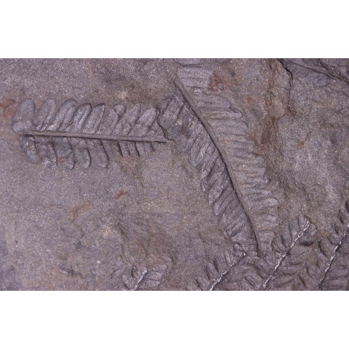 Fougère:  PECOPTERIS POLYMORPHA - Stephanian (carbonifere)  Graissesac, 34, FRANCE