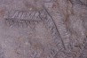 Fougère: PECOPTERIS POLYMORPHA - Stephanian (carbonifere) Graissesac, 34, FRANCE