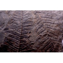 Fougère:  PECOPTERIS POLYMORPHA  Stephanian (carboniferous)  Graissesac, 34, FRANCE