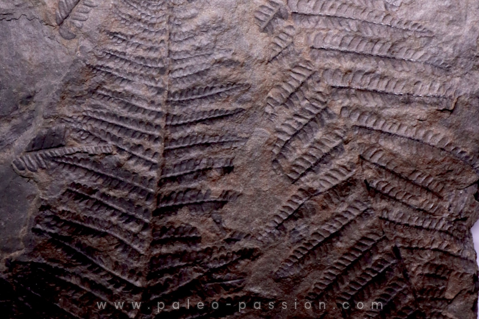 Fougère: PECOPTERIS POLYMORPHA - Stephanian (carbonifere) Graissesac, 34, FRANCE