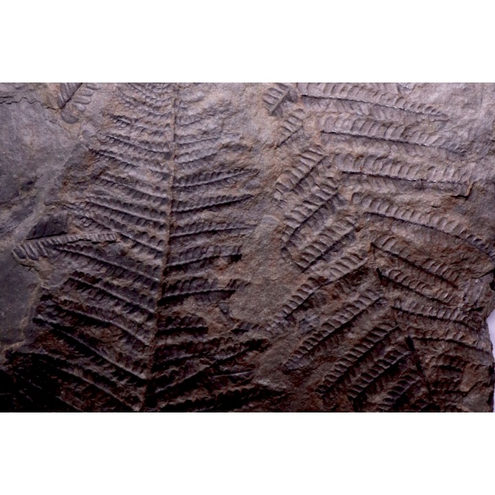Fougère:  PECOPTERIS POLYMORPHA - Stephanian (carbonifere)  Graissesac, 34, FRANCE
