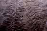Fougère: PECOPTERIS POLYMORPHA Stephanian (carboniferous) Graissesac, 34, FRANCE