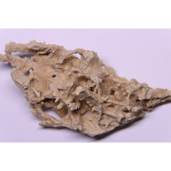 Végétaux petrifiés, TRAVERTIN:  Branches, Brindilles, Mousses - Jurassique moyen - Parmilieu, FRANCE