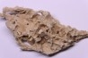 Petrified plants, TRAVERTIN:  Branches, Twigs, Mosses - Middle Jurassic - Parmilieu, FRANCE
