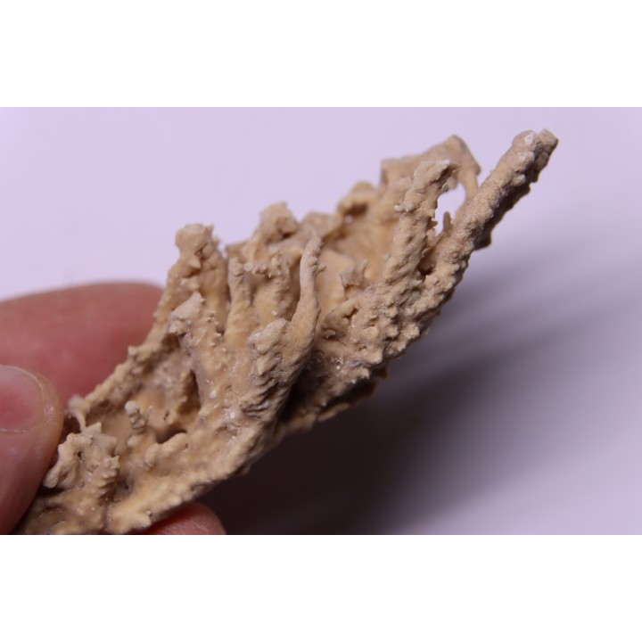 Végétaux petrifiés, TRAVERTIN:  Branches, Brindilles, Mousses - Jurassique moyen - Parmilieu, FRANCE