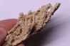 Végétaux petrifiés, TRAVERTIN: Branches, Brindilles, Mousses - Jurassique moyen - Parmilieu, FRANCE