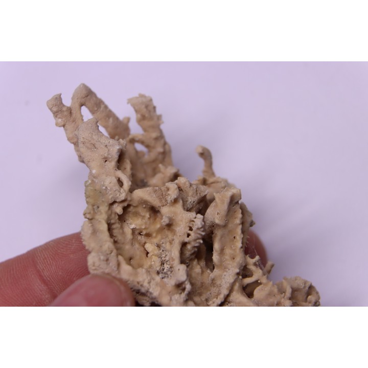 Petrified plants, TRAVERTIN:  Branches, Twigs, Mosses - Middle Jurassic - Parmilieu, FRANCE