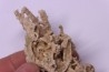 Végétaux petrifiés, TRAVERTIN: Branches, Brindilles, Mousses - Jurassique moyen - Parmilieu, FRANCE