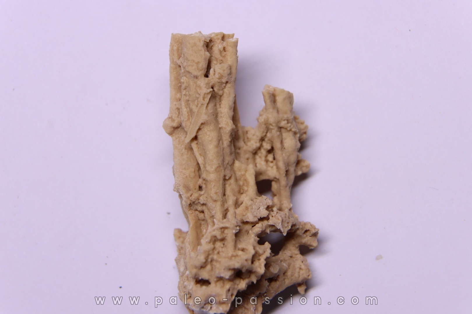Végétaux petrifiés, TRAVERTIN: Branches, Brindilles, Mousses - Jurassique moyen - Parmilieu, FRANCE