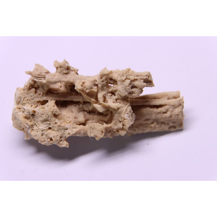 Végétaux petrifiés, TRAVERTIN:  Branches, Brindilles, Mousses - Jurassique moyen - Parmilieu, FRANCE