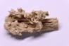 Petrified plants, TRAVERTIN:  Branches, Twigs, Mosses - Middle Jurassic - Parmilieu, FRANCE
