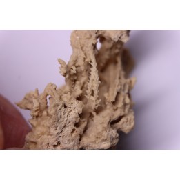 Végétaux petrifiés, TRAVERTIN:  Branches, Brindilles, Mousses - Jurassique moyen - Parmilieu, FRANCE