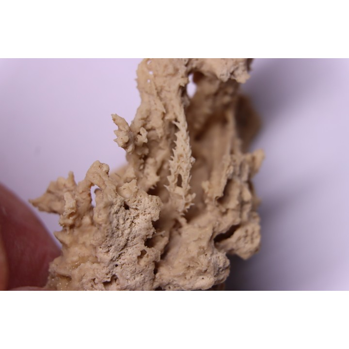Végétaux petrifiés, TRAVERTIN:  Branches, Brindilles, Mousses - Jurassique moyen - Parmilieu, FRANCE