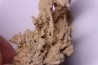 Végétaux petrifiés, TRAVERTIN: Branches, Brindilles, Mousses - Jurassique moyen - Parmilieu, FRANCE