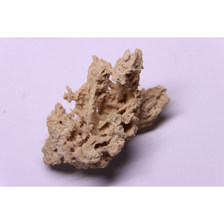 Végétaux petrifiés, TRAVERTIN:  Branches, Brindilles, Mousses - Jurassique moyen - Parmilieu, FRANCE