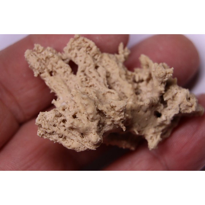 Végétaux petrifiés, TRAVERTIN:  Branches, Brindilles, Mousses - Jurassique moyen - Parmilieu, FRANCE