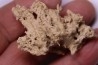 Végétaux petrifiés, TRAVERTIN: Branches, Brindilles, Mousses - Jurassique moyen - Parmilieu, FRANCE