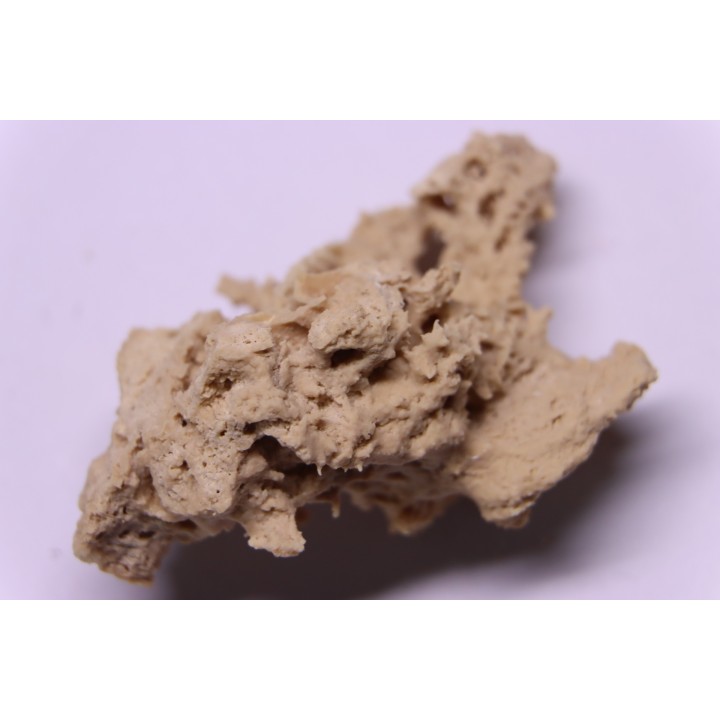 Végétaux petrifiés, TRAVERTIN:  Branches, Brindilles, Mousses - Jurassique moyen - Parmilieu, FRANCE