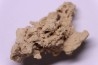 Végétaux petrifiés, TRAVERTIN: Branches, Brindilles, Mousses - Jurassique moyen - Parmilieu, FRANCE