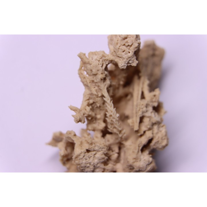 Végétaux petrifiés, TRAVERTIN:  Branches, Brindilles, Mousses - Jurassique moyen - Parmilieu, FRANCE