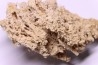 Végétaux petrifiés, TRAVERTIN: Branches, Brindilles, Mousses - Jurassique moyen - Parmilieu, FRANCE