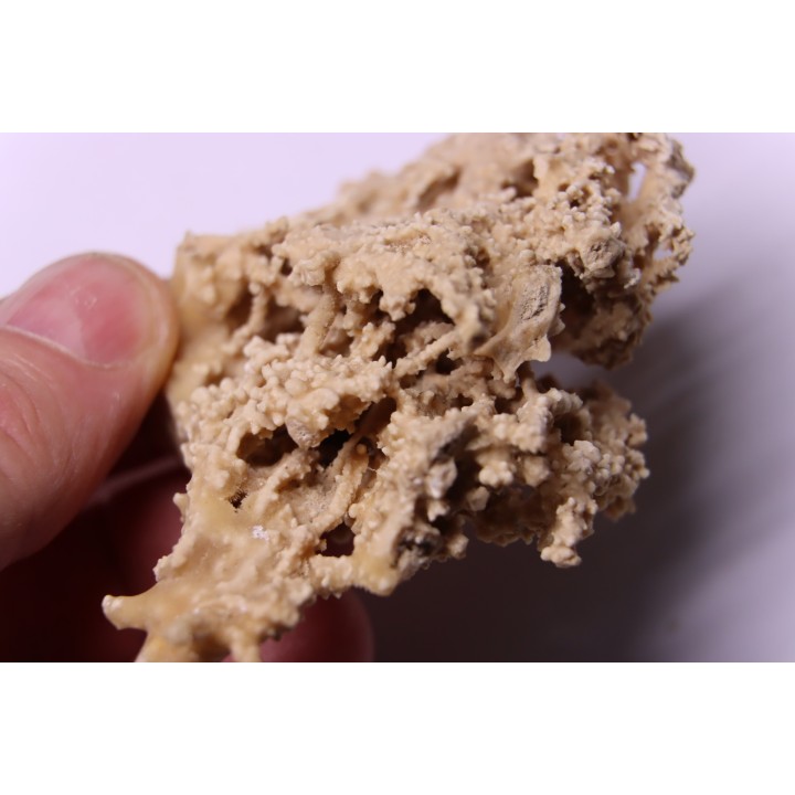 Végétaux petrifiés, TRAVERTIN:  Branches, Brindilles, Mousses - Jurassique moyen - Parmilieu, FRANCE