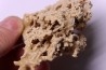 Végétaux petrifiés, TRAVERTIN: Branches, Brindilles, Mousses - Jurassique moyen - Parmilieu, FRANCE